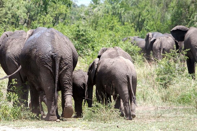 Bwindi impenetrable Kenya Tanzania Gorilla Safari 14 days 13 nights - Price and logistics: what the $18,000 per person is really buying