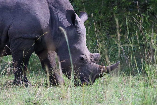 Day Tour Of Ziwa Rhino Sanctuary and Wildlife Ranch - ZIWA RHINO TREKKING - Key things to know before you go
