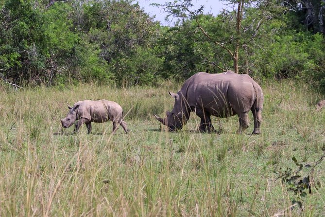 Day Tour Of Ziwa Rhino Sanctuary and Wildlife Ranch - ZIWA RHINO TREKKING - White rhinos on foot, not from a dusty game drive