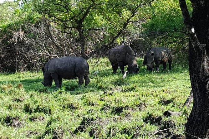 Day Tour Of Ziwa Rhino Sanctuary and Wildlife Ranch - ZIWA RHINO TREKKING - Wildlife beyond rhinos: kobs, warthogs, monkeys, hippos