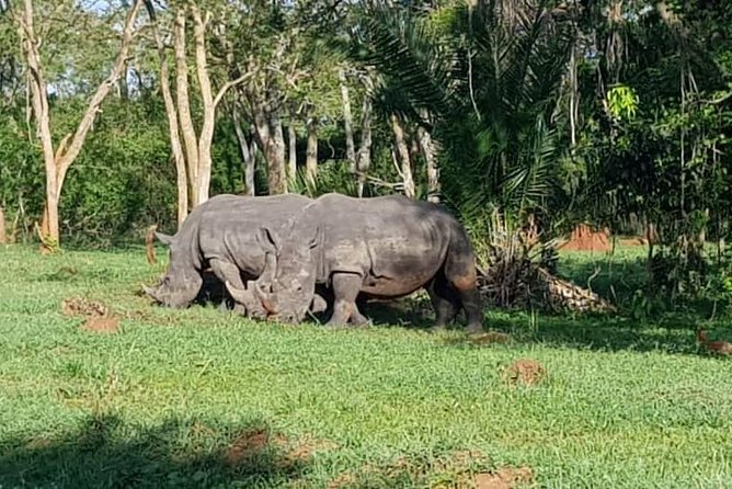 Day Tour Of Ziwa Rhino Sanctuary and Wildlife Ranch - ZIWA RHINO TREKKING - Bird spotting at Ziwa, including the shoebill stork