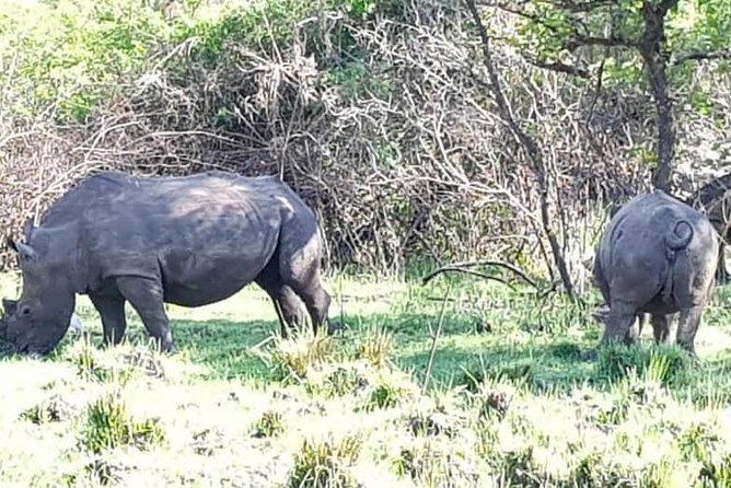 Day Tour Of Ziwa Rhino Sanctuary and Wildlife Ranch - ZIWA RHINO TREKKING - Who this day trek is best for