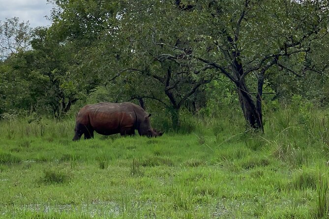 Day Tour Of Ziwa Rhino Sanctuary and Wildlife Ranch - ZIWA RHINO TREKKING - Quick tips to make your trek smoother