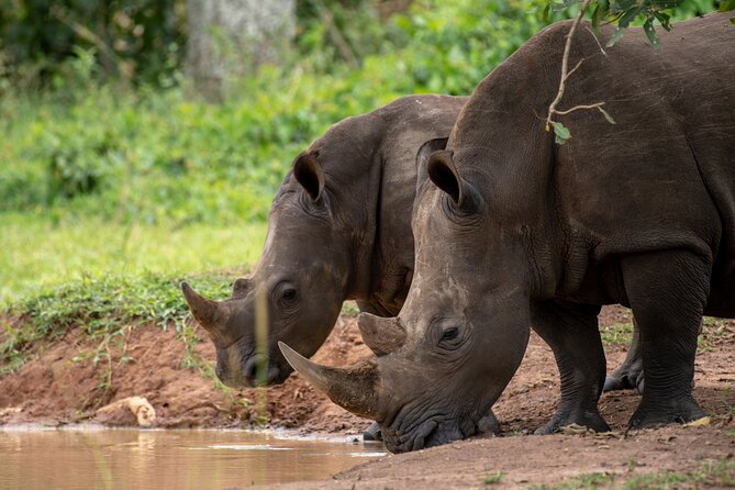 Day Tour Of Ziwa Rhino Sanctuary and Wildlife Ranch - ZIWA RHINO TREKKING - From Kampala pickup to Ziwa, expect a full day with real driving time