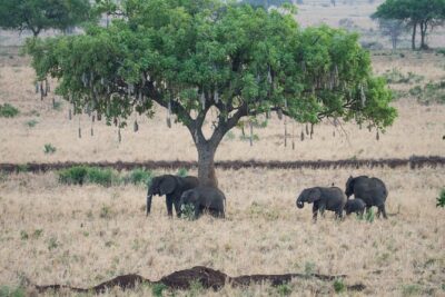 Eight days cultural and wildlife tour in Uganda