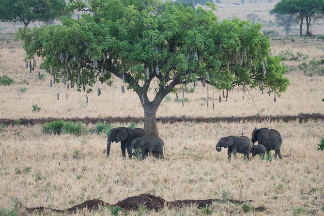 Eight days cultural and wildlife tour in Uganda - Day 1: Jinja orientation, dinner, and an easy start after arrival