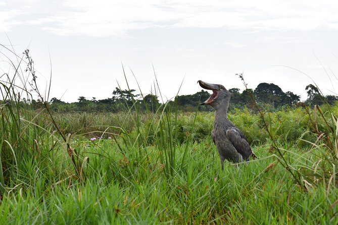 Entebbe Eco Tour - Full Day - Key things to know before you go
