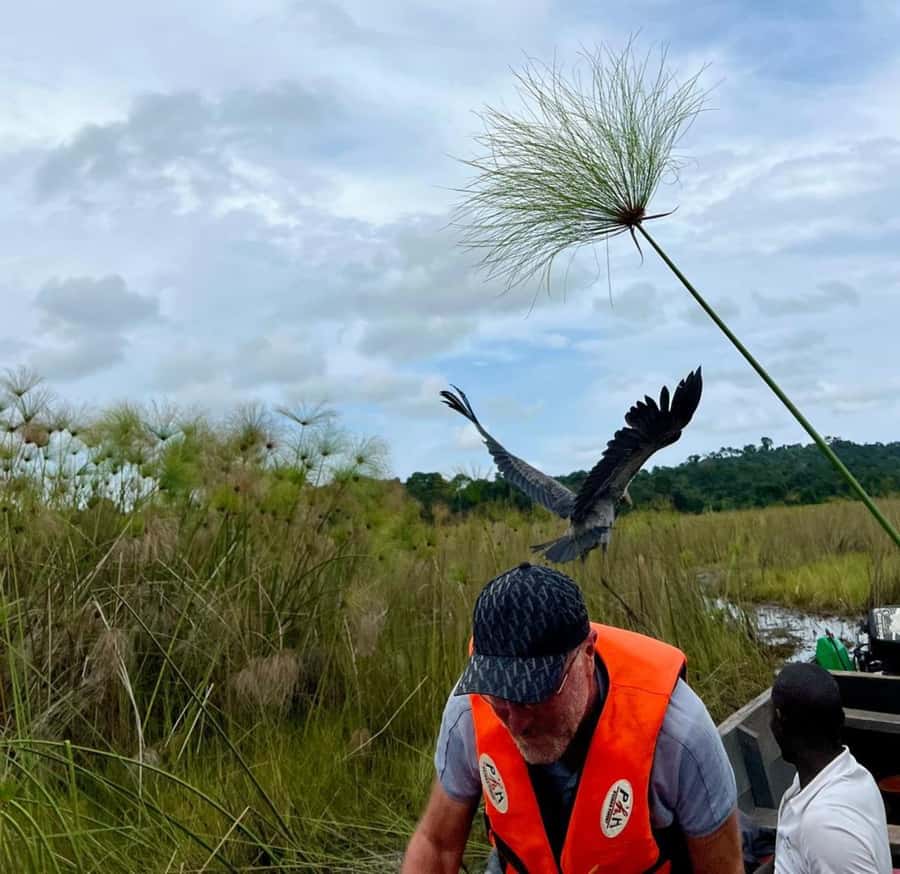 Entebbe: Mabamba Swamp Shoebill Tracking Boat Tour - Key things to know before you go