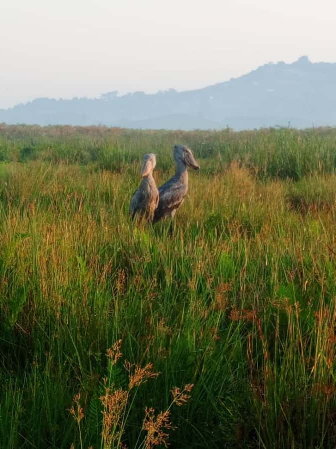 Entebbe: Mabamba Swamp Shoebill Tracking Boat Tour - Who should book this Shoebill tracking canoe tour