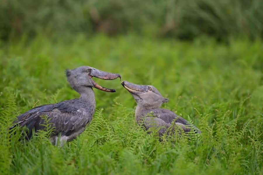 Entebbe: Mabamba Swamp Shoebill Tracking Boat Tour - Entering Mabamba Swamp: from Nakiwogo Landing Site to the canoe