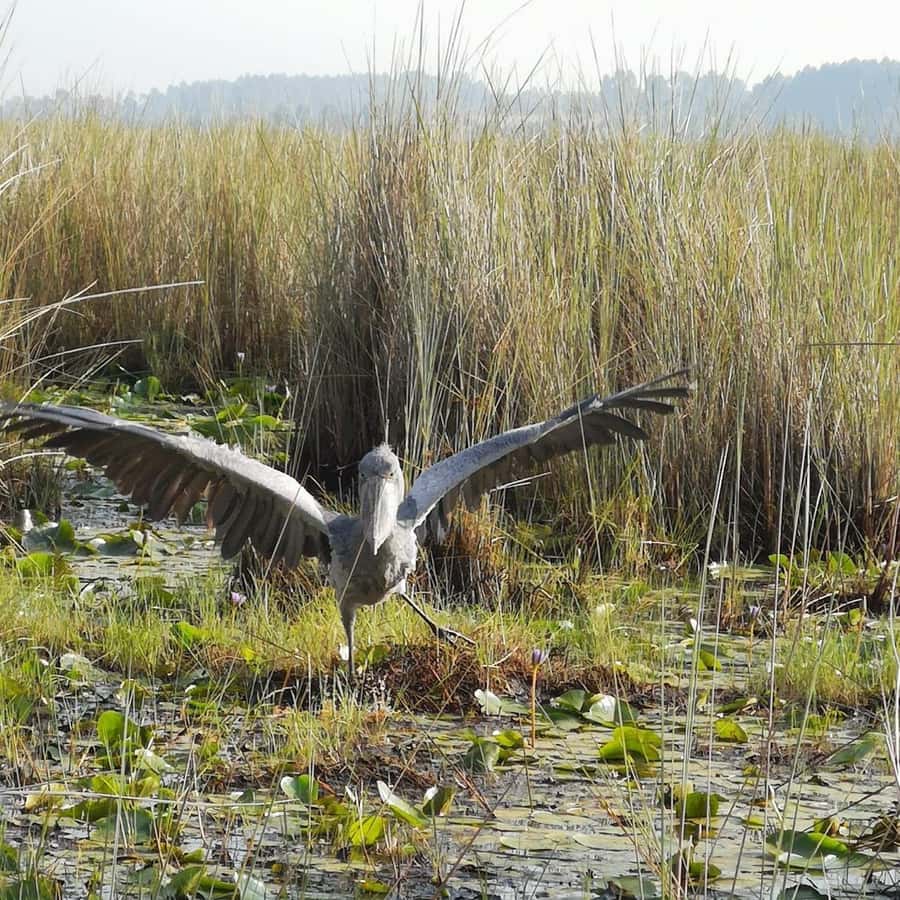 Entebbe: Mabamba Swamp Shoebill Tracking Boat Tour - 3 hours on the water: timing, patience, and the chance to linger