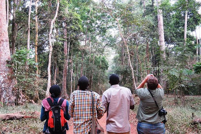 Experience Chimpanzee Trekking in Budongo Forest - Key Highlights You Should Know Before You Go