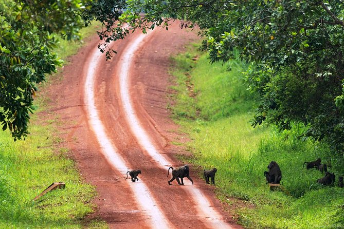 Experience Chimpanzee Trekking in Budongo Forest - The Real Schedule: How the Four-to-Six Hours Typically Feel