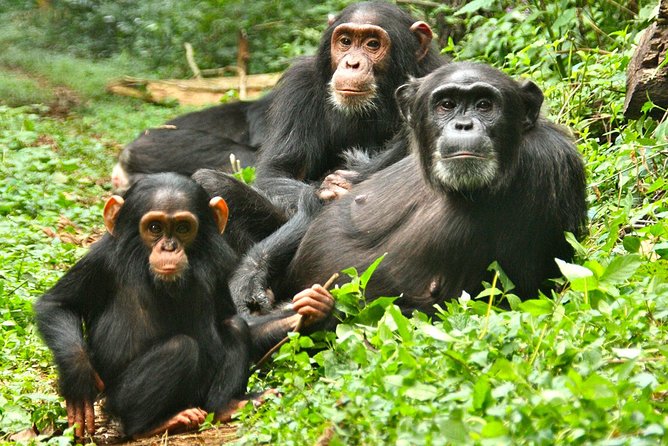 Experience Chimpanzee Trekking in Budongo Forest - Half-Day vs Full-Day Habituation: Picking the Right Chimp Option