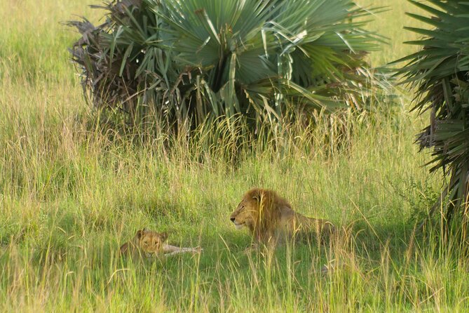 Exploring The Mighty Falls In Uganda - Nile boat cruise plus game drives in Land Cruiser jeeps