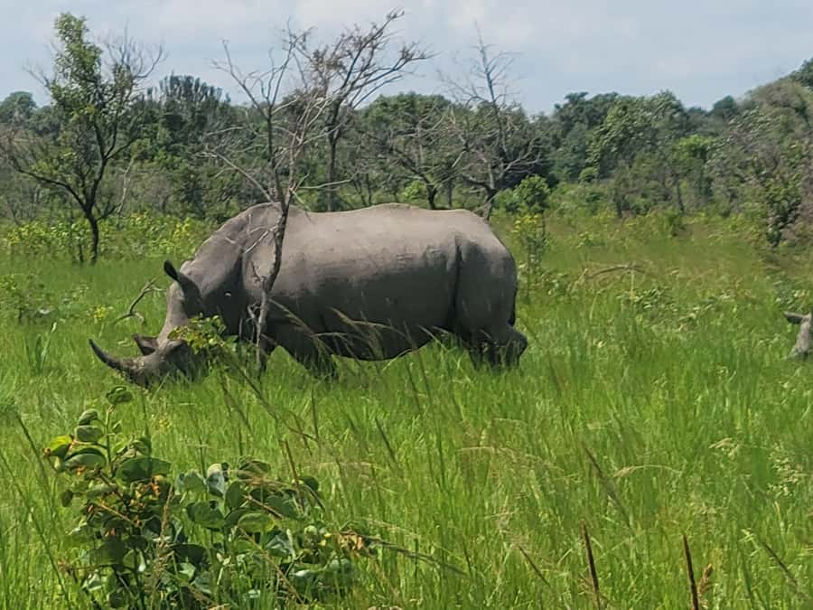 From Kampala: Ziwa Rhino Sanctuary Day Tour with Lunch - Key things to know before you go