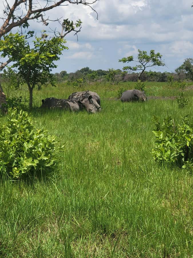 From Kampala: Ziwa Rhino Sanctuary Day Tour with Lunch - Wildlife beyond rhinos: why the 7,000-hectare sanctuary is more than a ticket to one animal