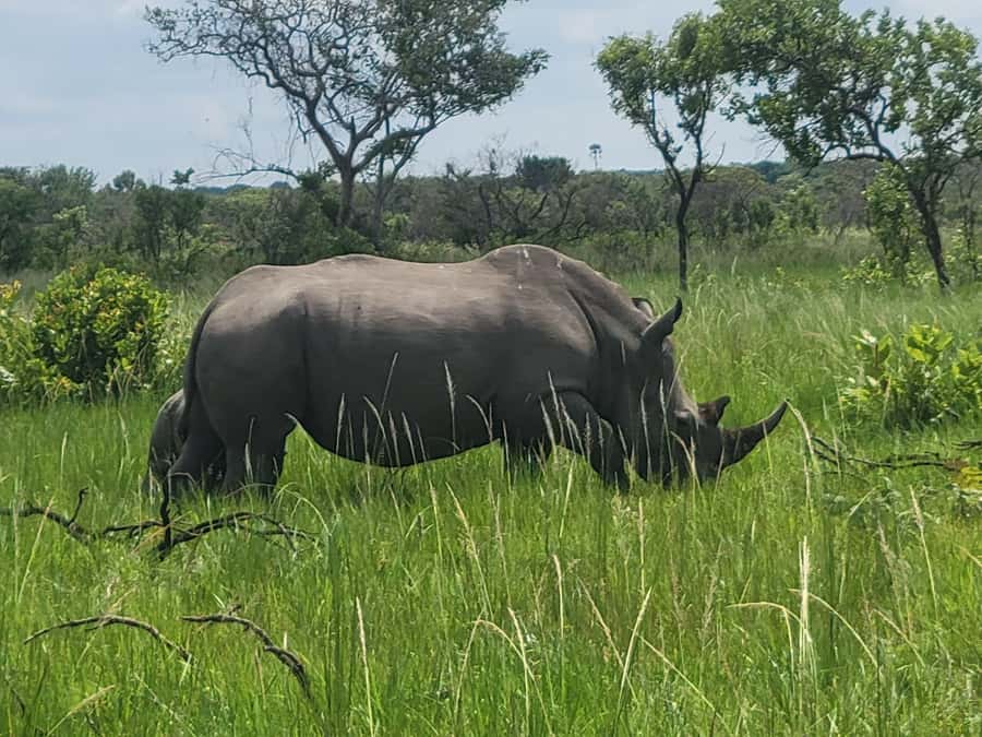 From Kampala: Ziwa Rhino Sanctuary Day Tour with Lunch - Return to Kampala or Entebbe: manage the long road and the late finish