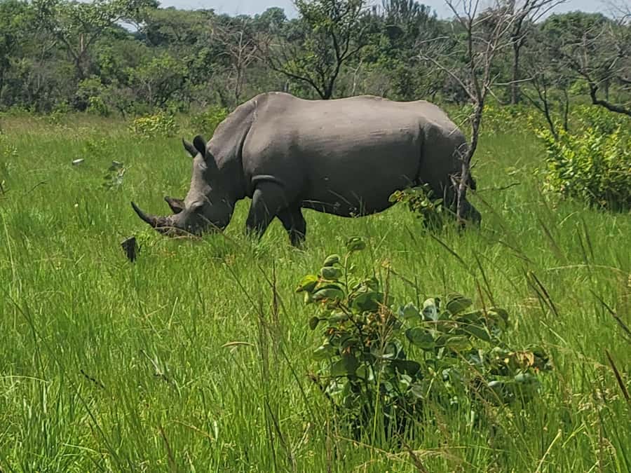 From Kampala: Ziwa Rhino Sanctuary Day Tour with Lunch - Getting there from Kampala or Entebbe without losing your whole day