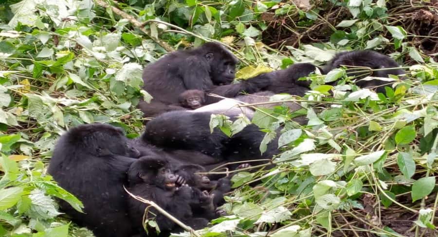 From Kigali: 1-Day Gorilla Trekking in Uganda - The Big Picture, Kigali To Mghahinga In One Shot