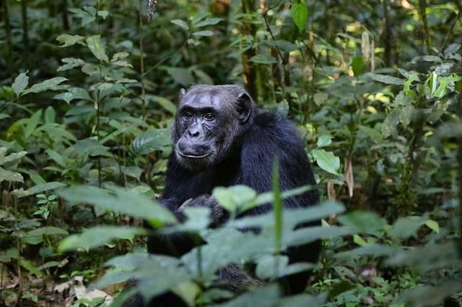 From Kigali: 1-Day Gorilla Trekking in Uganda - Morning Drive And Border Timing: Why This Logistics Part Matters