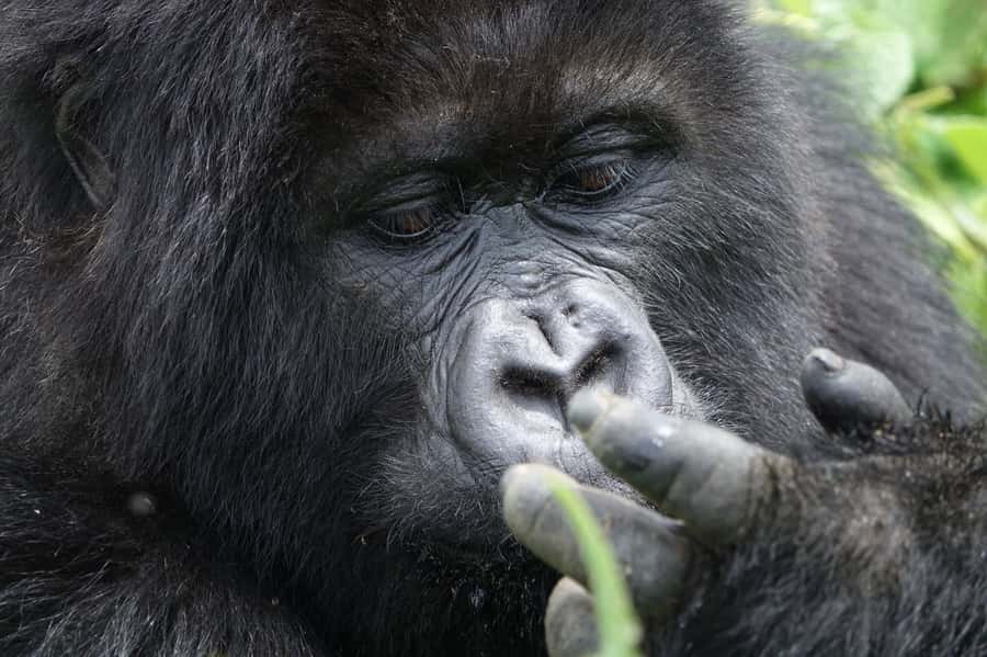 From Kigali: 2-Day Gorilla Trek: Bwindi Nat Park - Day 2 Starts Early: Park Formalities, Then the Gorilla Track