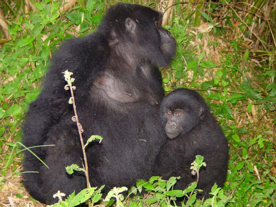 From Kigali: 2-Day Gorilla Trek: Bwindi Nat Park - What the Trek Feels Like at 7,000 to 9,000 Feet