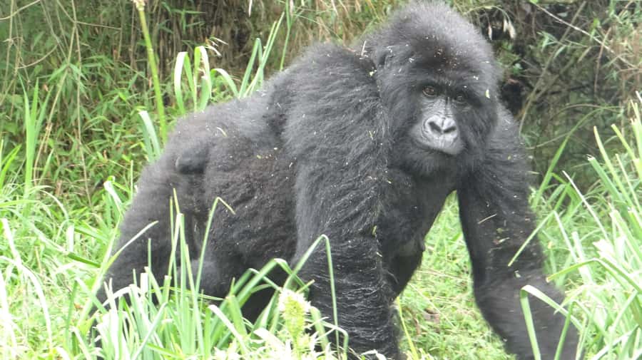 From Kigali: 2-Day Gorilla Trek in Bwindi - Key Things You Will Notice Right Away