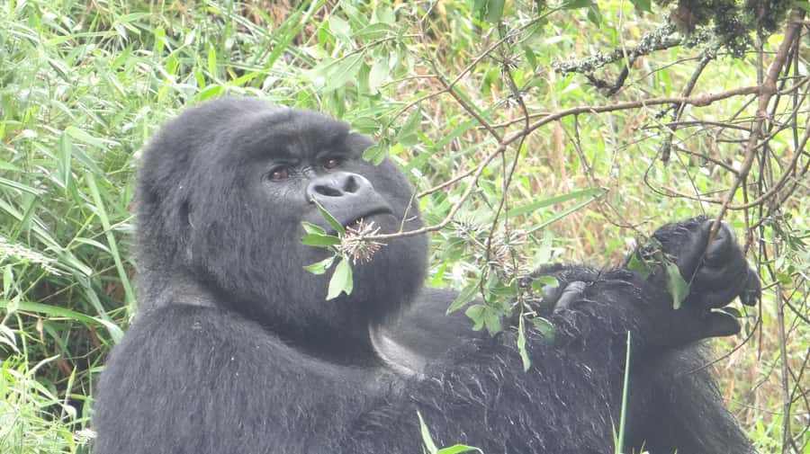 From Kigali: 2-Day Gorilla Trek in Bwindi - Kigali to Bwindi in 2 Days: Why This Format Works
