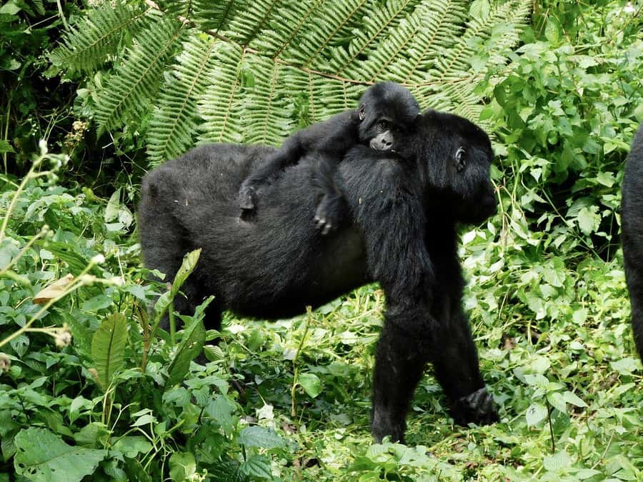 From Kigali: 2-Day Gorilla Trek in Bwindi - One Night With Full Board: The Value of Not Splitting Meals