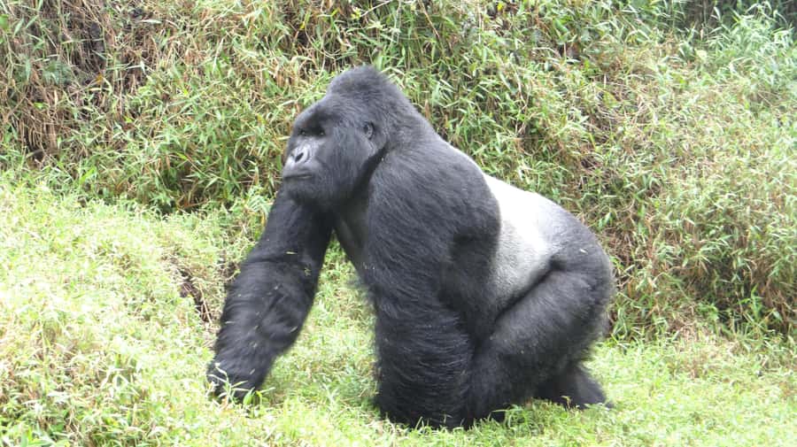 From Kigali: 2-Day Gorilla Trek in Bwindi - The Bwindi Trek Day 2: Ranger Briefing, Trackers, and the Forest Symphony