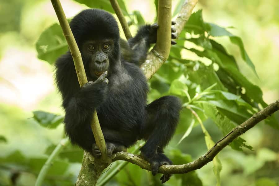 From Kigali: 2-Day Gorilla Trek in Bwindi - Meeting Point and Language: How You Stay Oriented