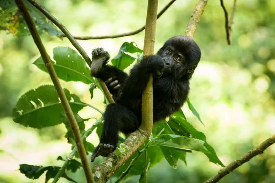 From Kigali: 2-Day Gorilla Trek in Bwindi - What to Bring: Simple Stuff That Helps