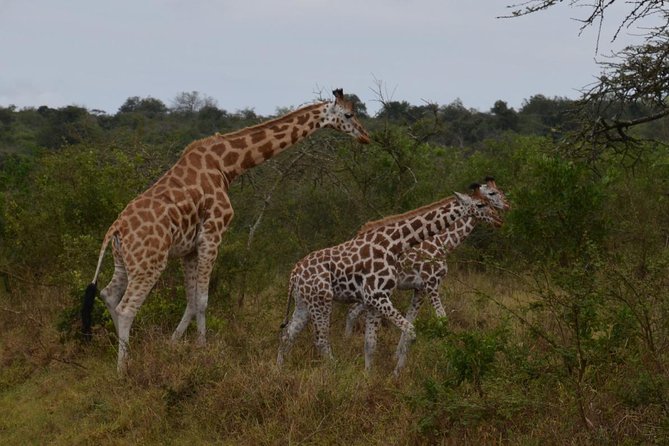 Full-Day Lake Mburo National Park Safari with Boat trip (2 day option available) - The 2-day option: night game drive plus Igongo culture and the Biharwe eclipse monument