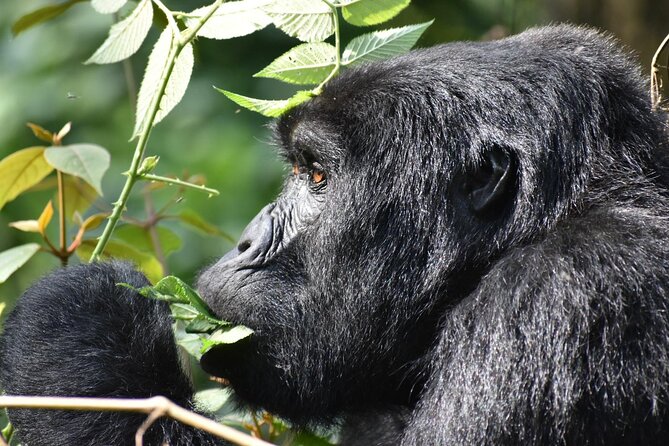 Gorilla & Chimpanzee Trekking in Uganda - 5 Days - Bwindi Gorilla Trek Morning: 7:00 am Briefing and a Real Trek