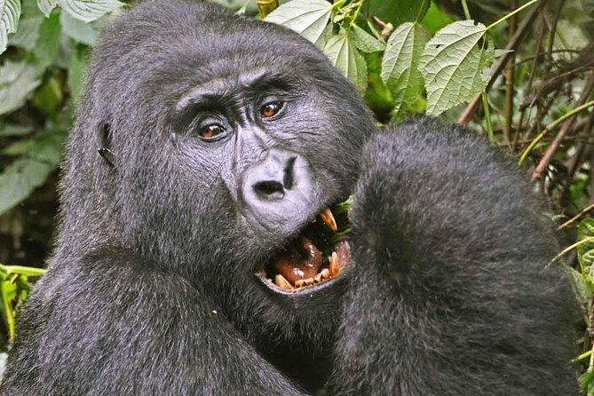 Gorilla Safari Holiday - The drive and flight day to Bwindi Impenetrable National Park