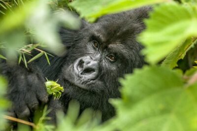 Gorilla Safari Holiday