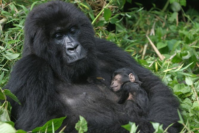 Gorilla Tracking & Batwa Culture Experience - Kampala to Bwindi: The Equator Stop and the Road That Does Its Job