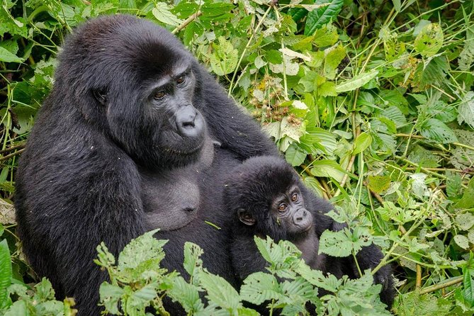 Gorilla Tracking & Batwa Culture Experience - Rushaga Gorilla Lodge: Why Sleeping Near the Park Matters