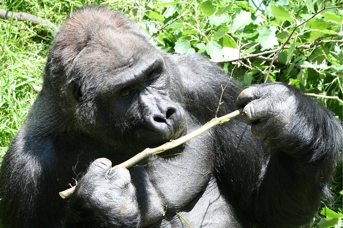 Gorilla Tracking & Batwa Culture Experience - The Ranger Briefing and the Trek: From 30 Minutes to 8 Hours of Real Forest Walking