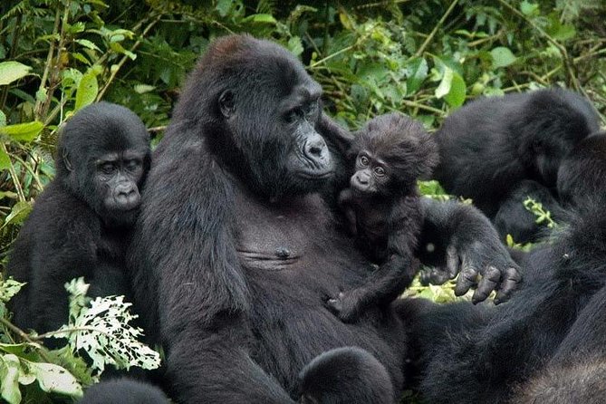 Gorilla Tracking & Batwa Culture Experience - Finding Gorillas: Roughly One Hour of Watching the Silverback Moments