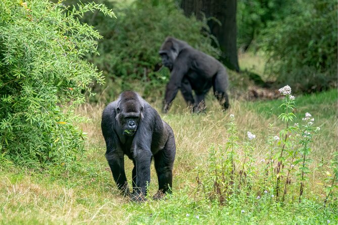 Gorilla Tracking & Batwa Culture Experience - Batwa Culture Evening: Dances, Singing, and Cooking After the Trek