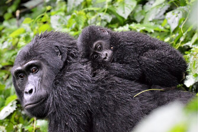 Gorilla Tracking & Batwa Culture Experience - Price and Value: What $2,840 Gets You (and What It Does Not)