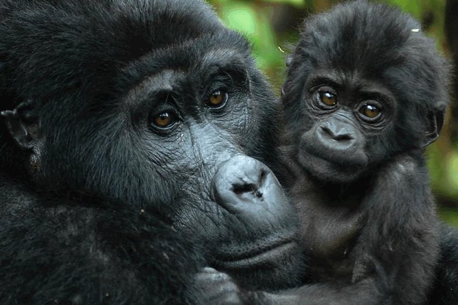 Gorilla Tracking & Batwa Culture Experience - Mbarara Optional Culture Break: A Chance to Add Context