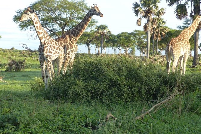 Gorilla trekking - How Pearl Nature Holidays Tends to Win People Over
