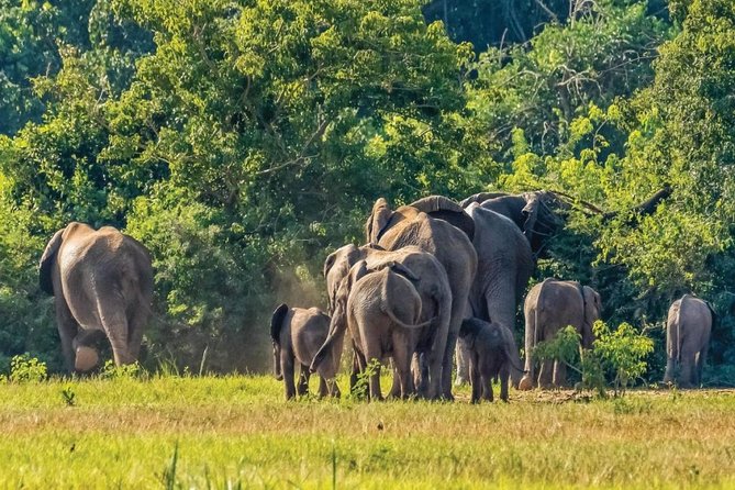 Guided Safari to Murchison Falls from Masindi - Why Murchison Falls From Masindi Feels Like a Smart Plan