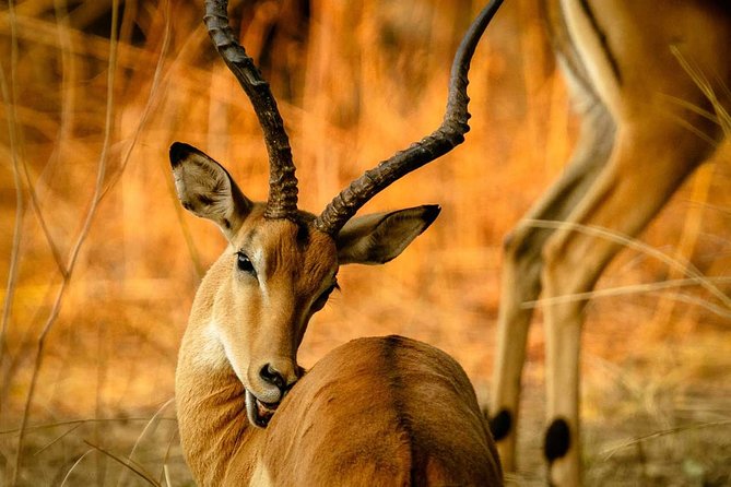 Guided Safari to Murchison Falls from Masindi - Price and Value: What $490 Covers (and What It Does Not)