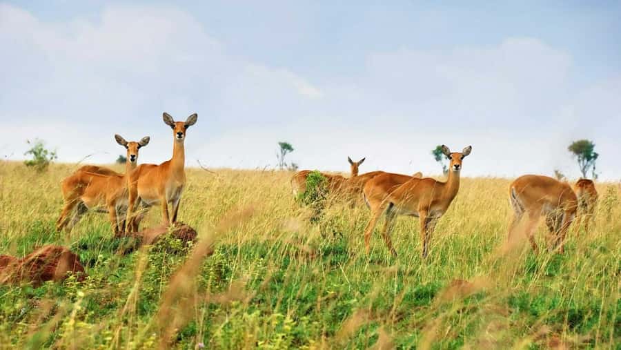 Kampala: 3-Day Murchison Falls Safari - Key highlights to know before you go