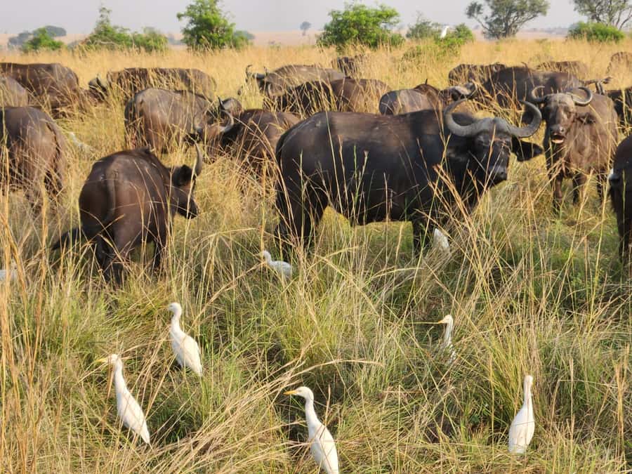 Kampala: 3-Day Murchison Falls Safari - Day 2 early game drive through major trails, then Victoria Nile by boat