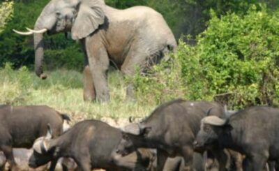 3-Day Murchison Falls Safari
